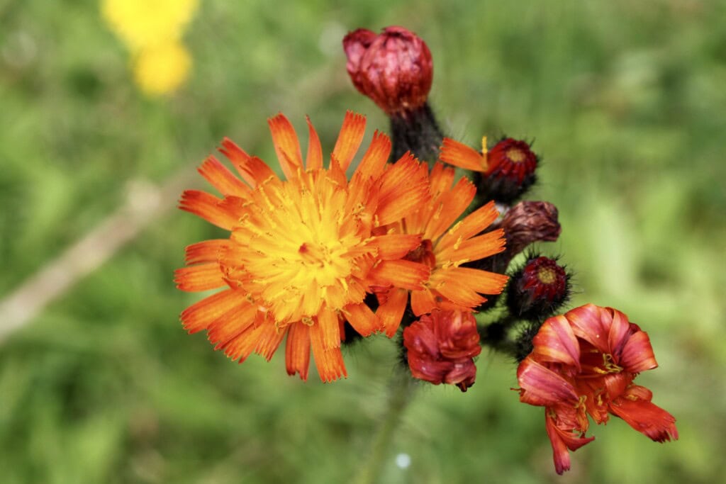 Orange hawkweed