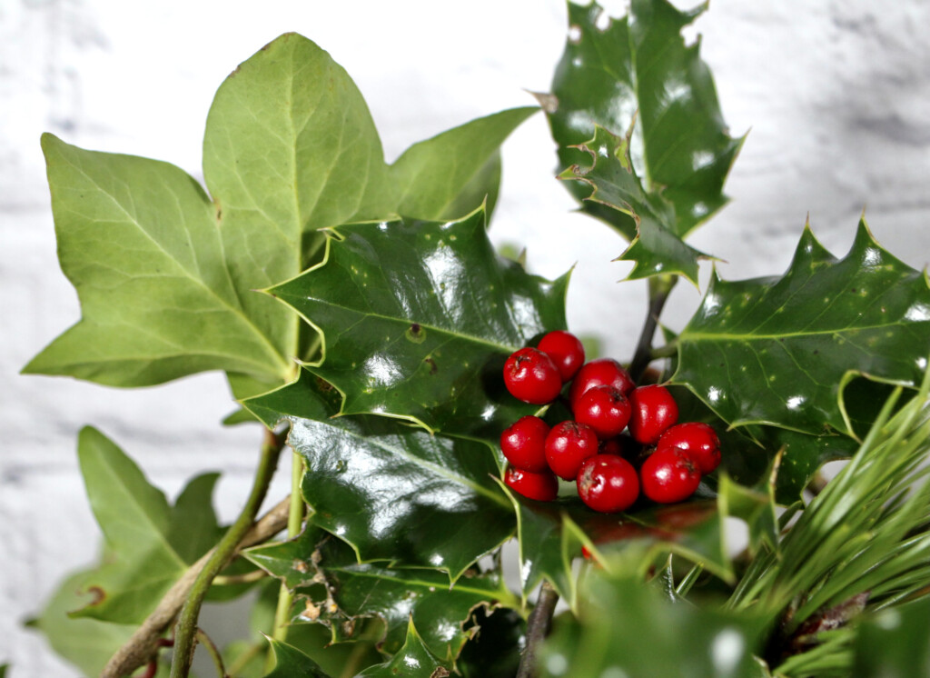 Holly & Ivy