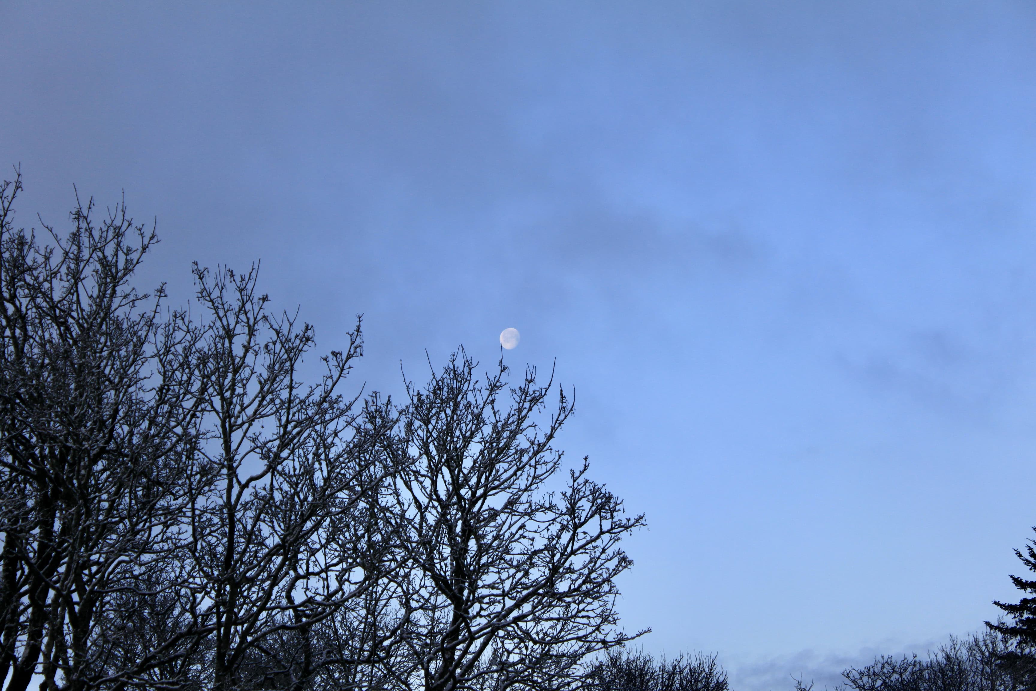The Moon Grows on Trees– Weekend Sky #10 Dec 12