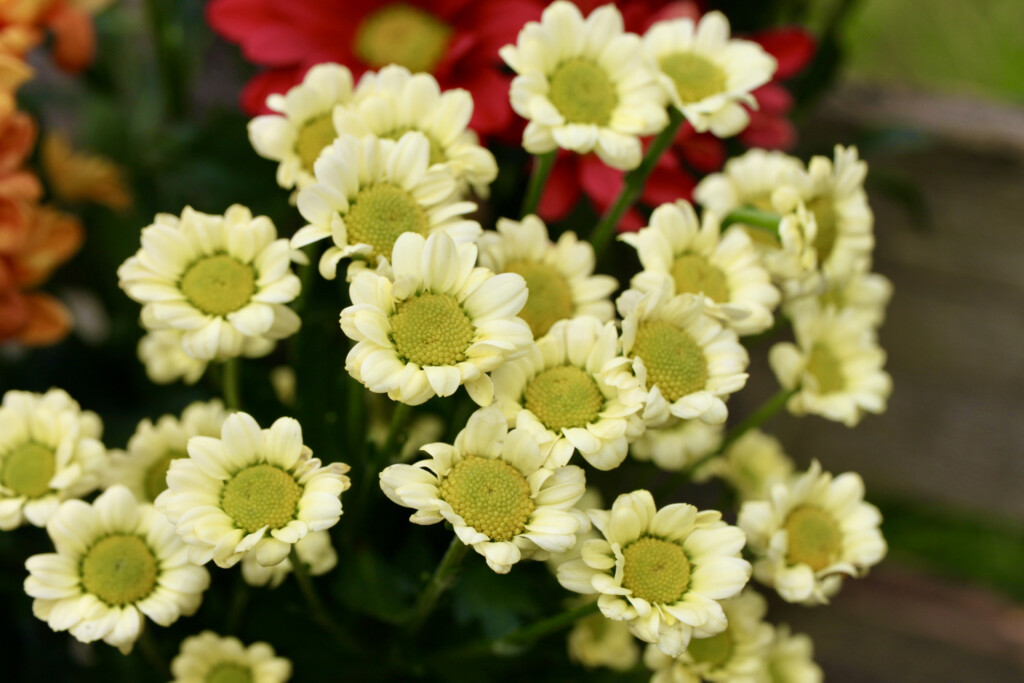 Pale yellow chrysanths