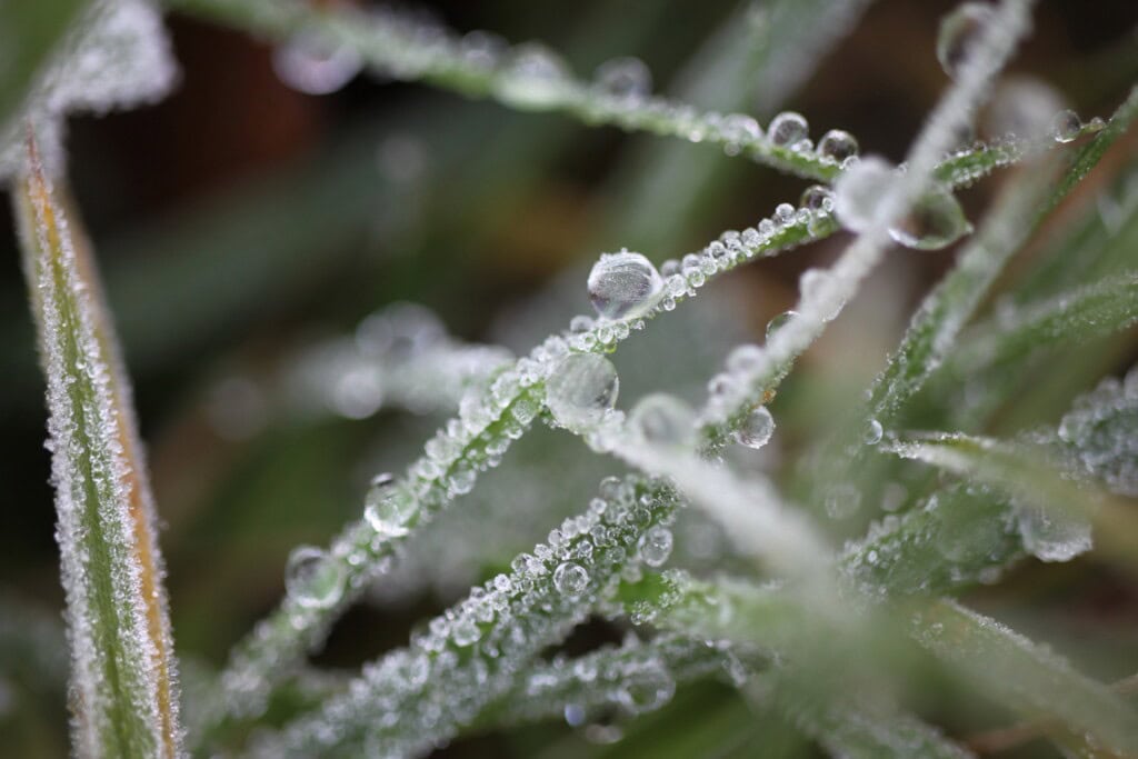 Frozen dew