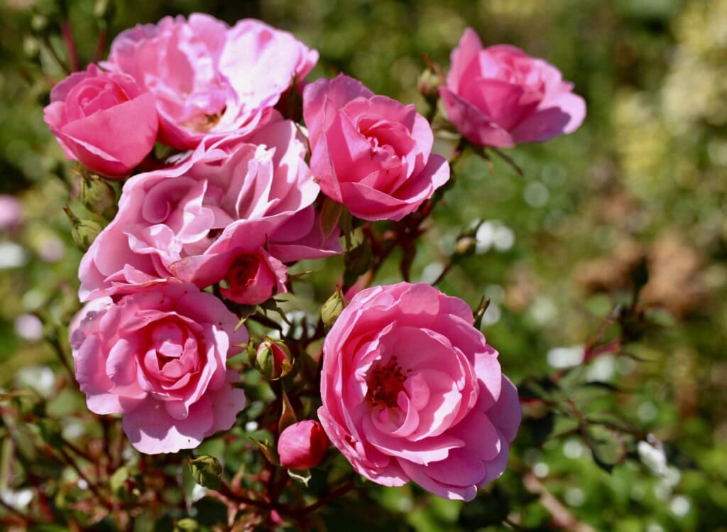 Wild pink roses