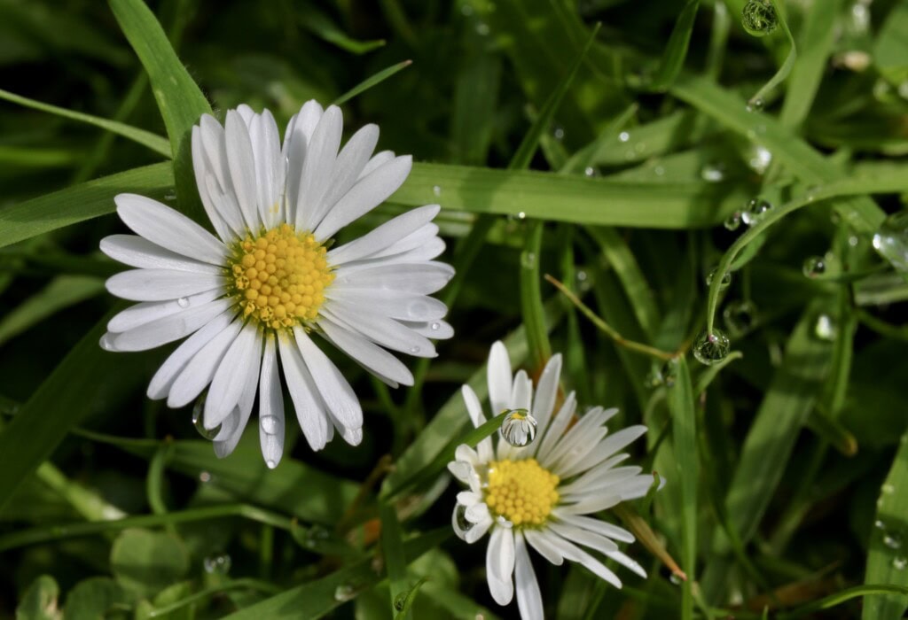 Daisies & raindrops