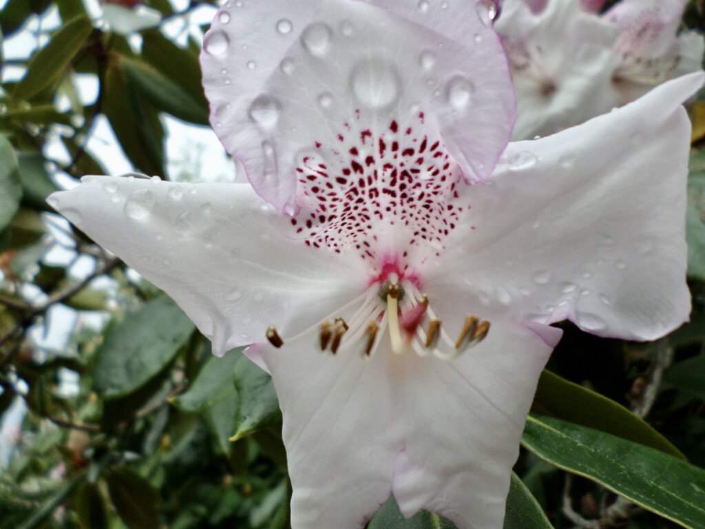 White rhododendron