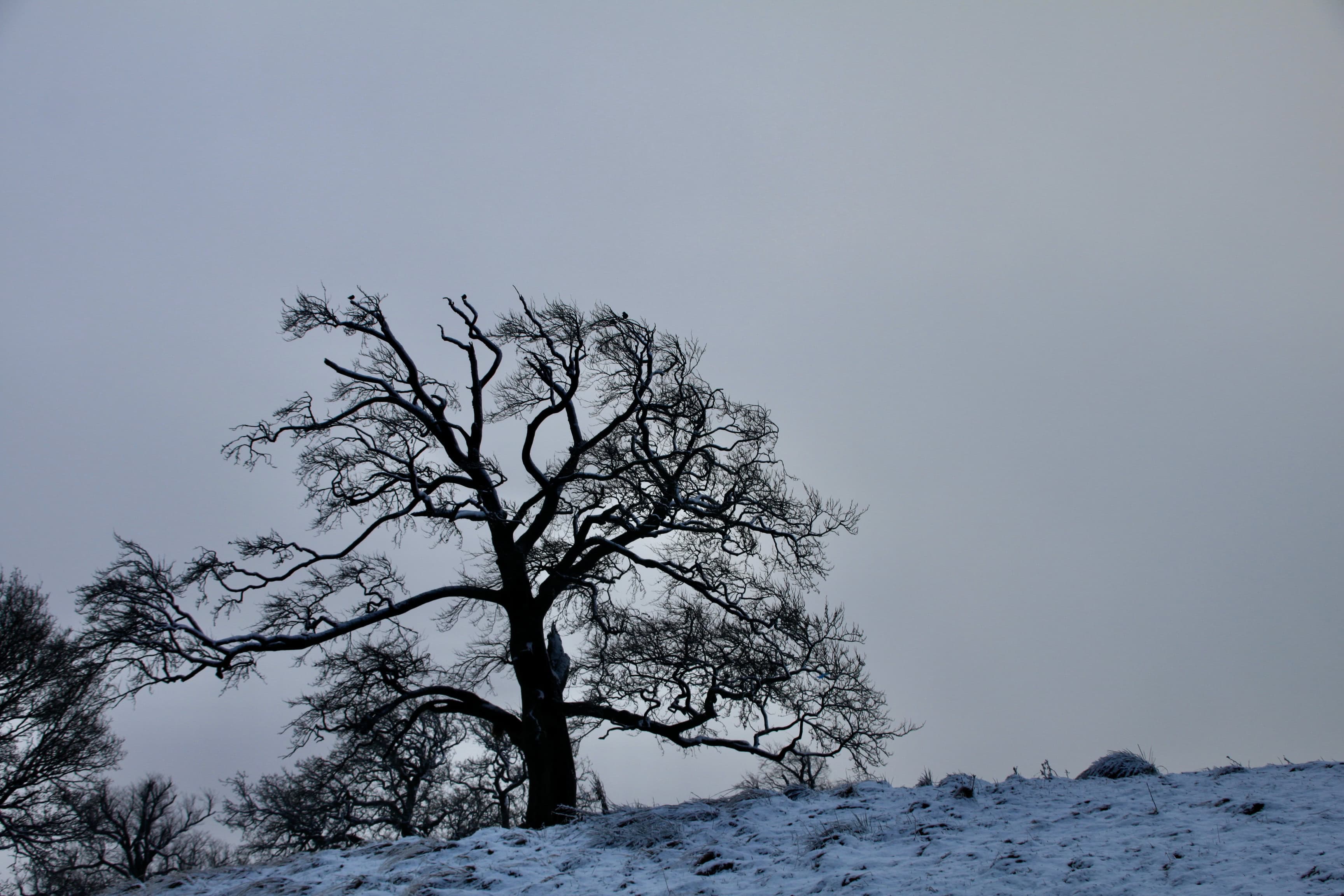 Stark Trees Silhouetted Against Leaden Skies