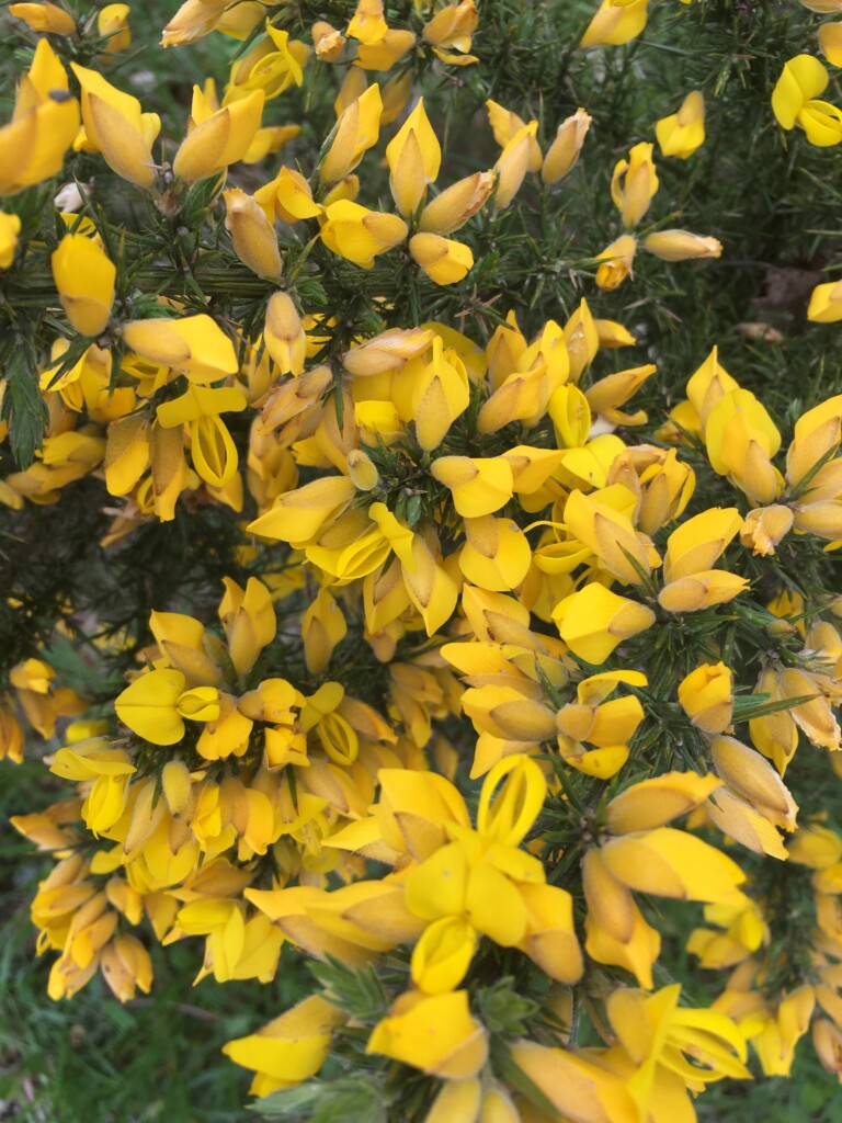 Gorse flowers