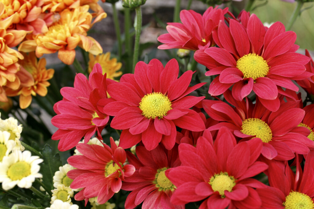 Red chrysanths