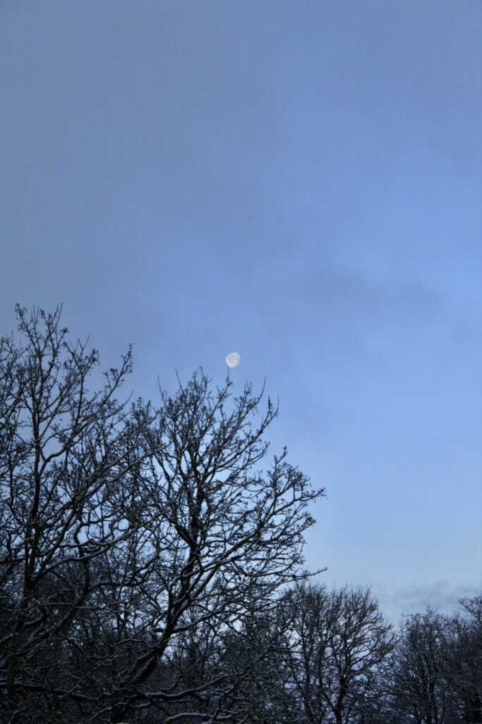 Moon tree