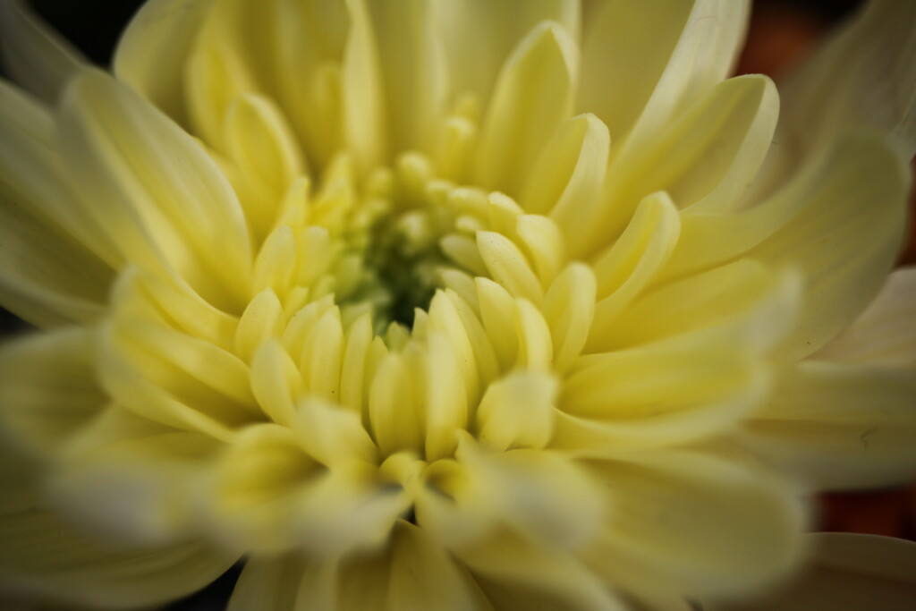 Chrysanth