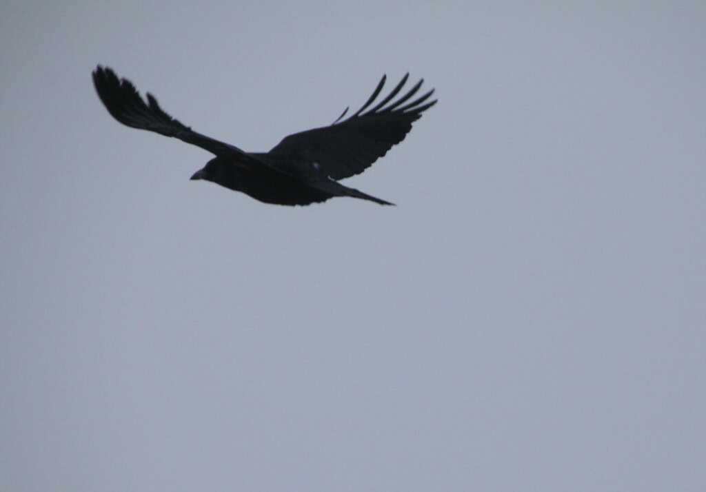 Off into the fog