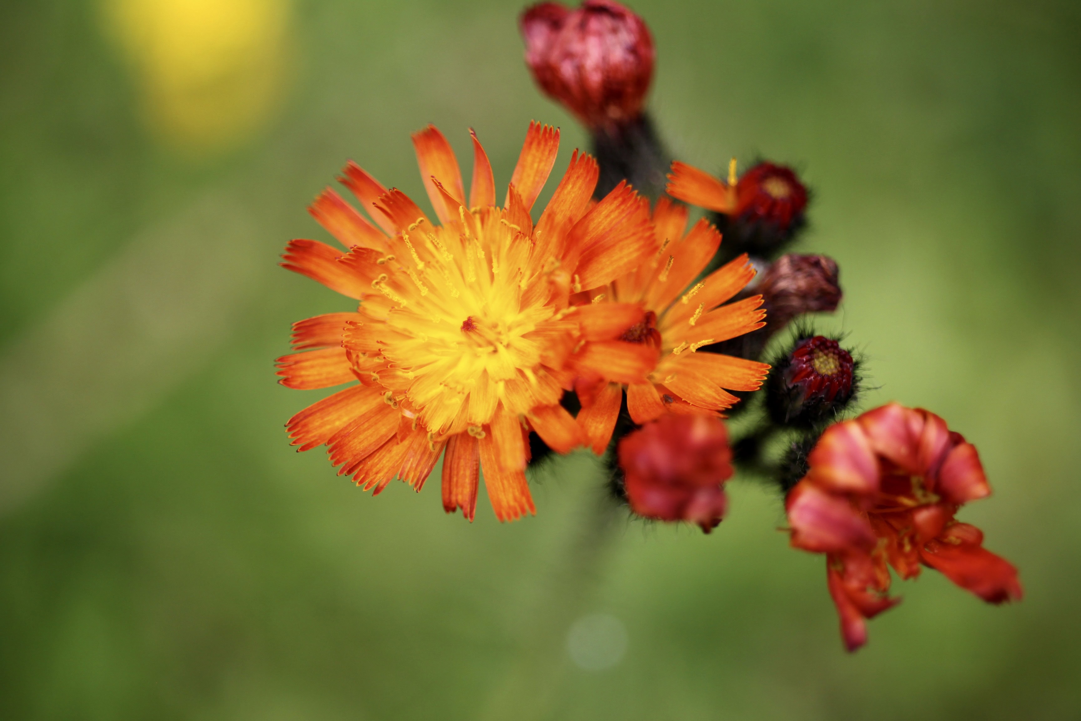 Orange Hawkweed — FOTD Dec 12