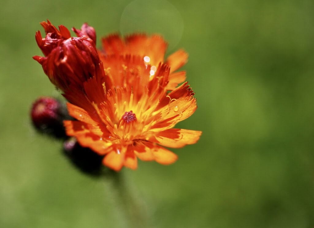 Orange hawkweed