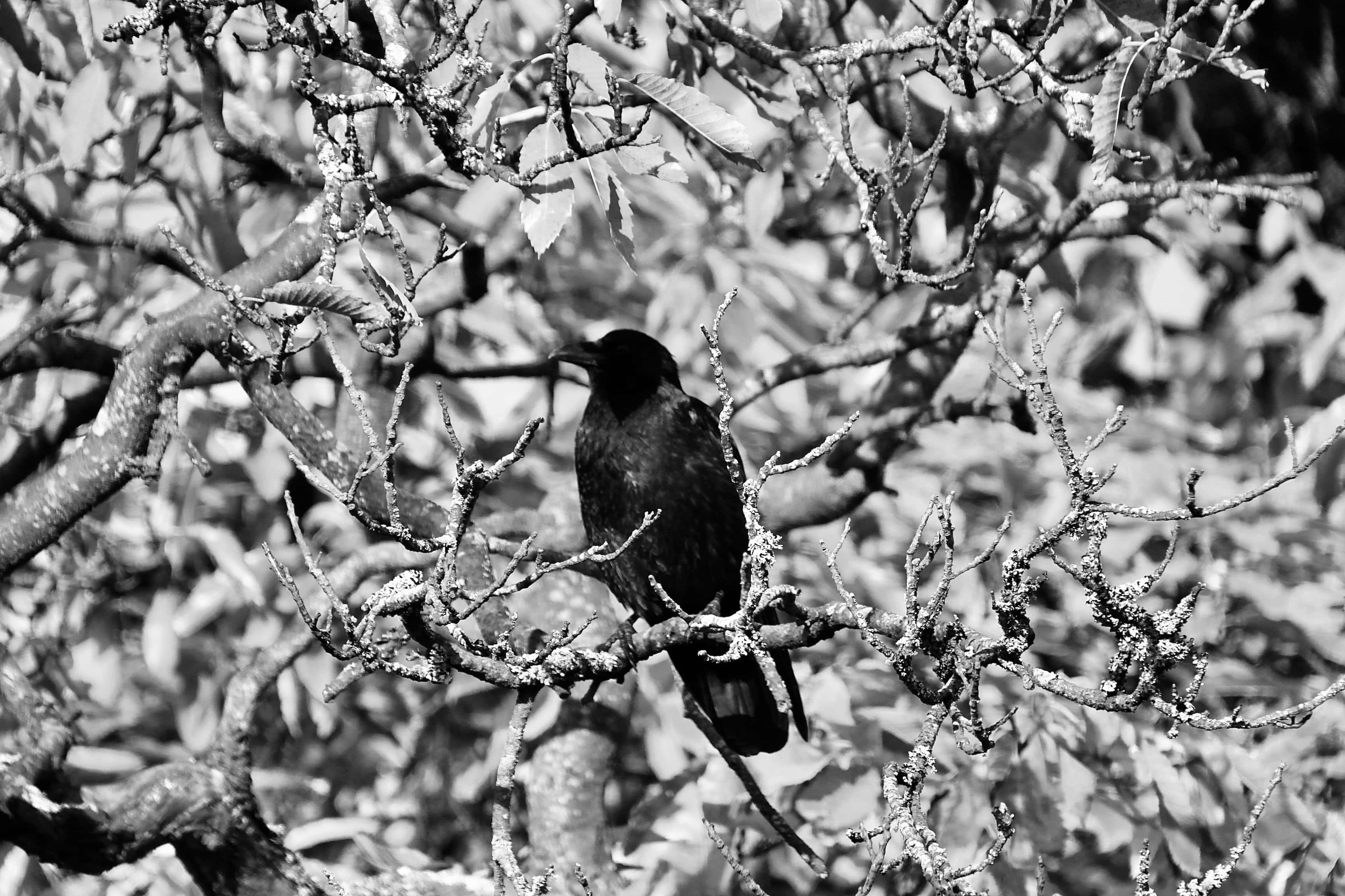 Bird Weekly – Photo Challenge — Birds in Colour and Mono