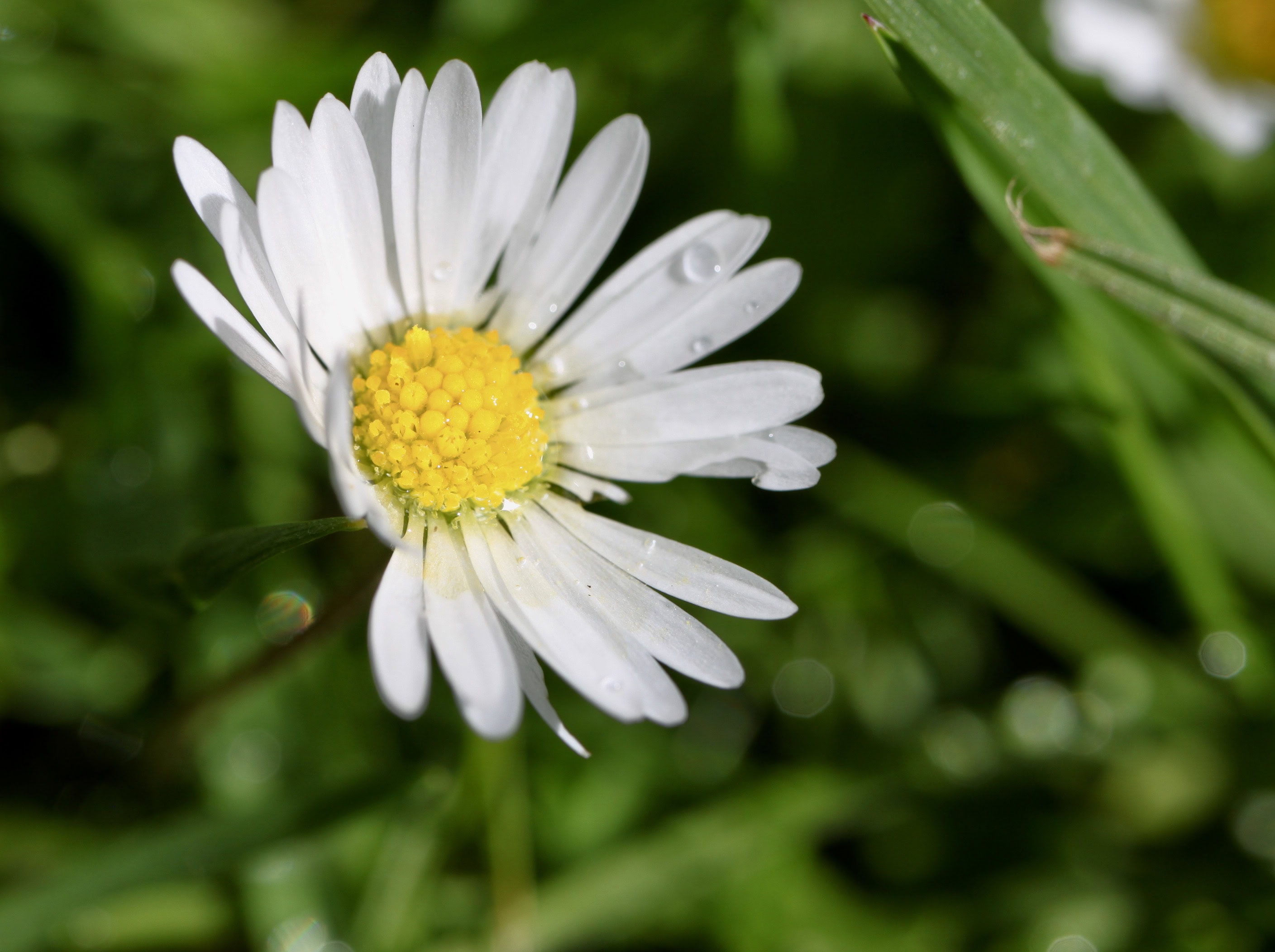 Daisy — FOTD Dec 21