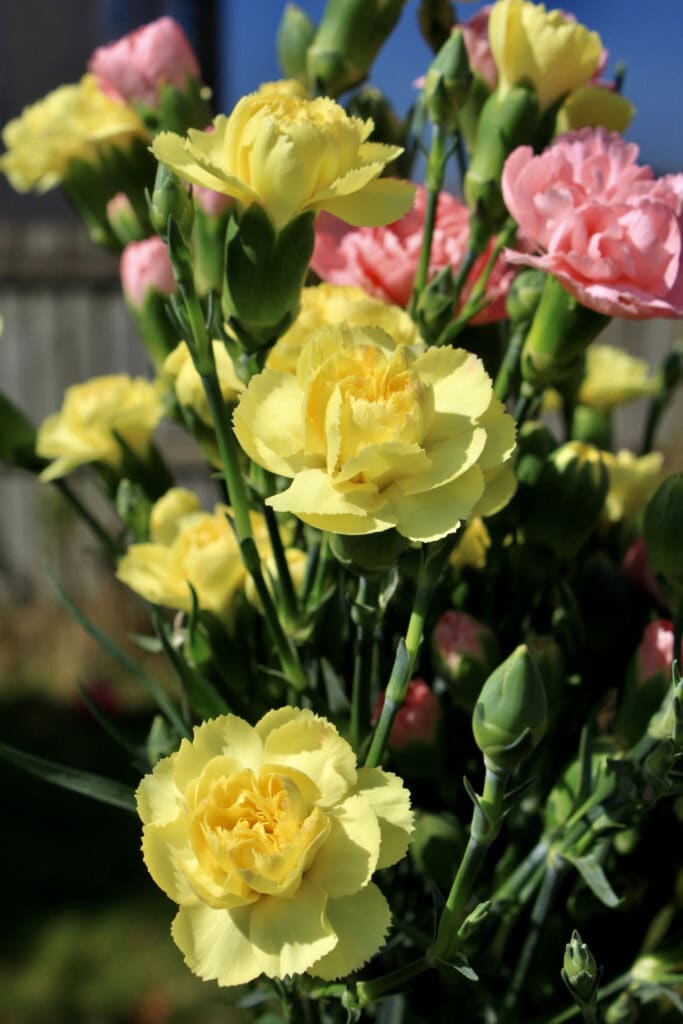 Carnations