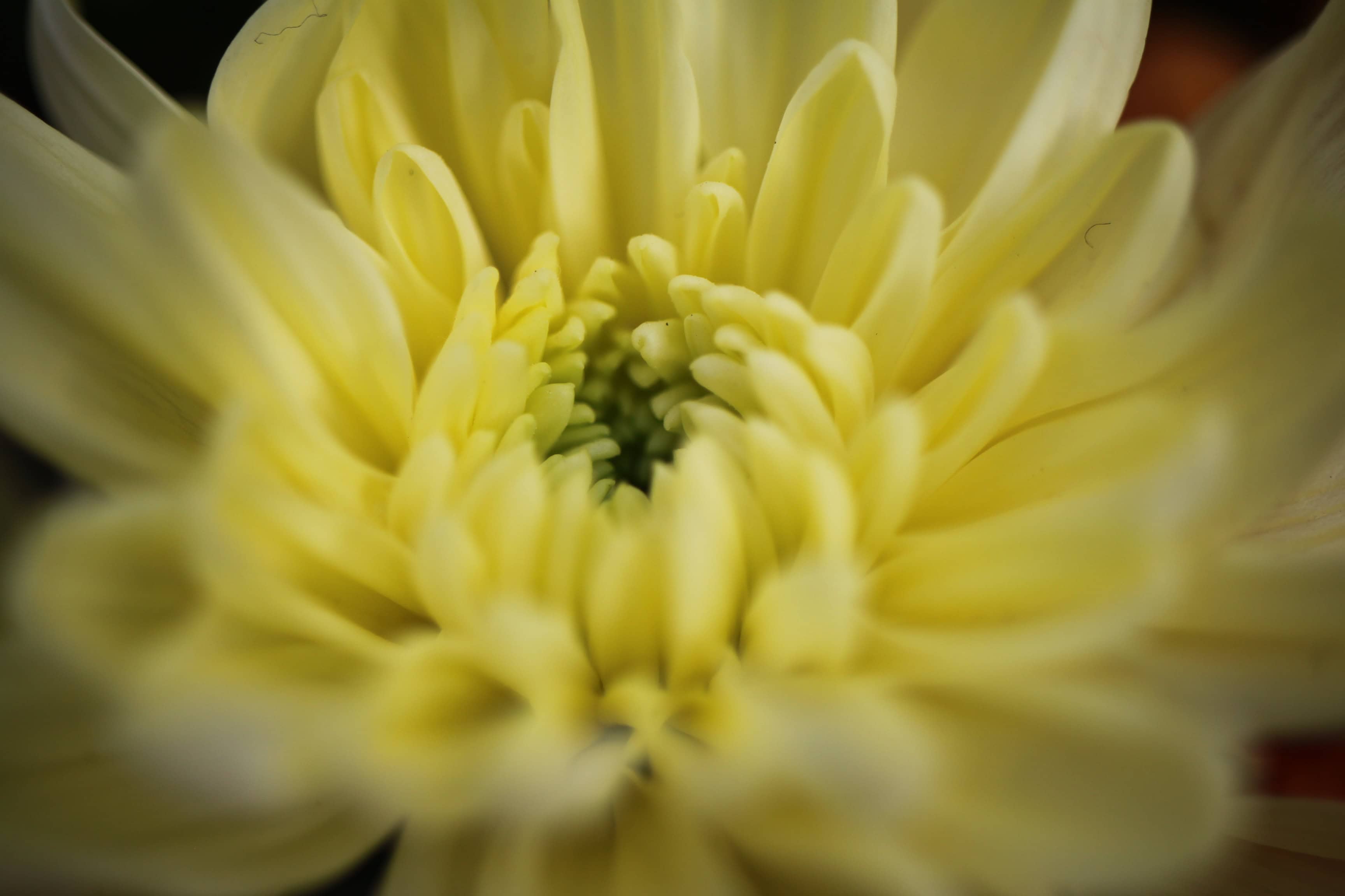 Yellow #5 — FOTD Dec 18