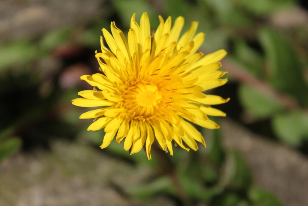 Dandelion