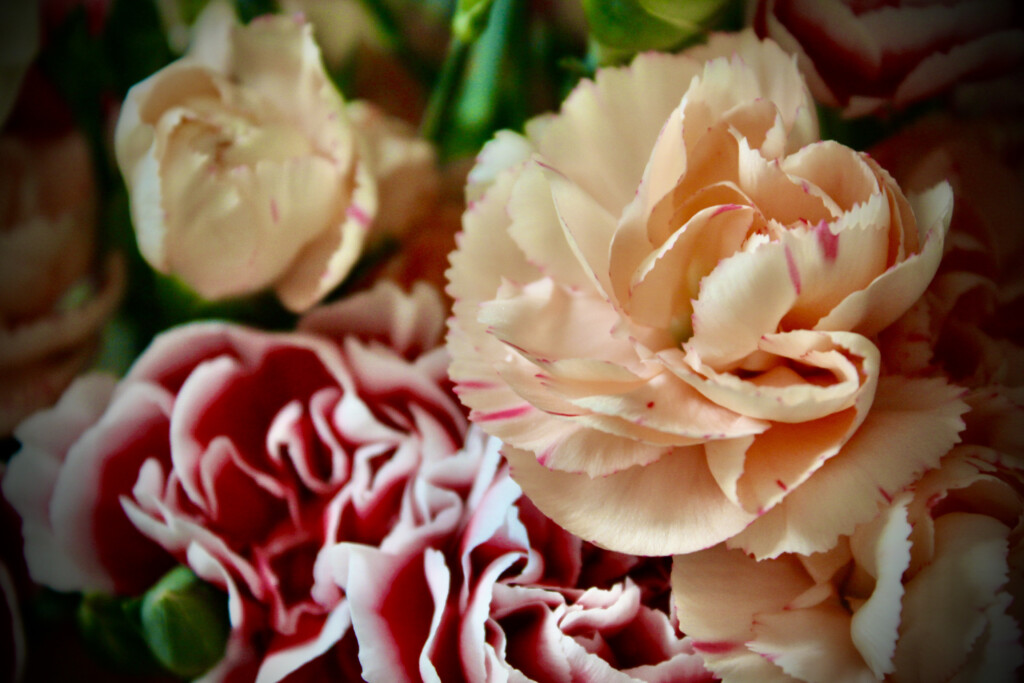 Carnations