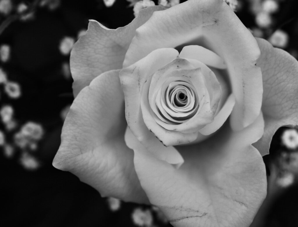 Rose interior