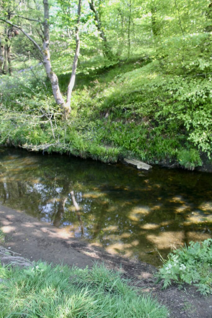 Trees reflected in Luggie Water