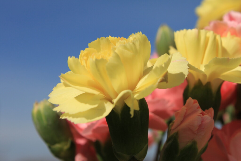 Carnations