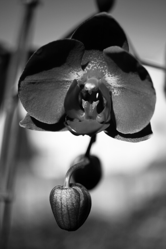 Orchid