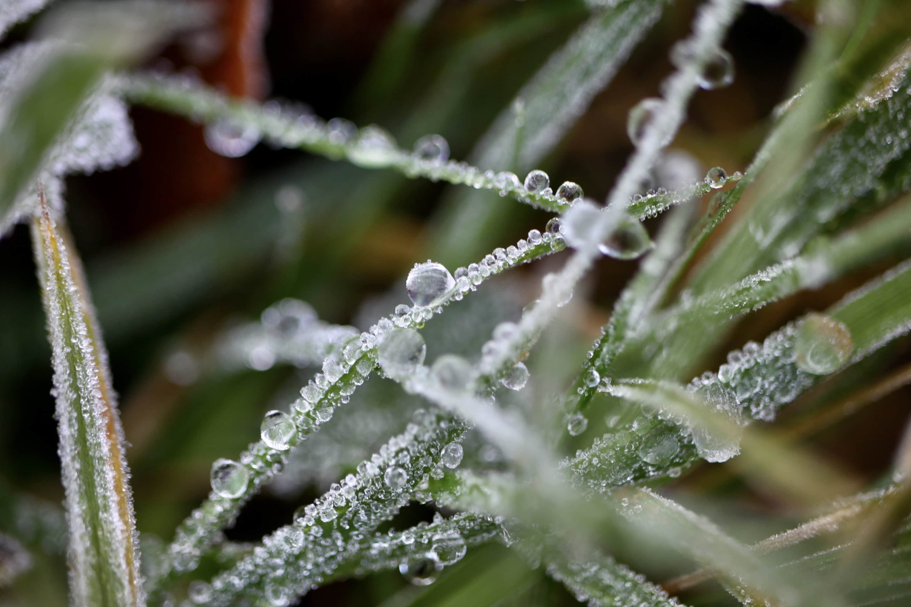 Icy Dew — Macro Monday Dec 14