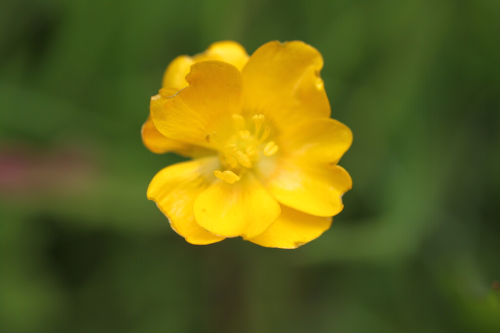 Buttercup