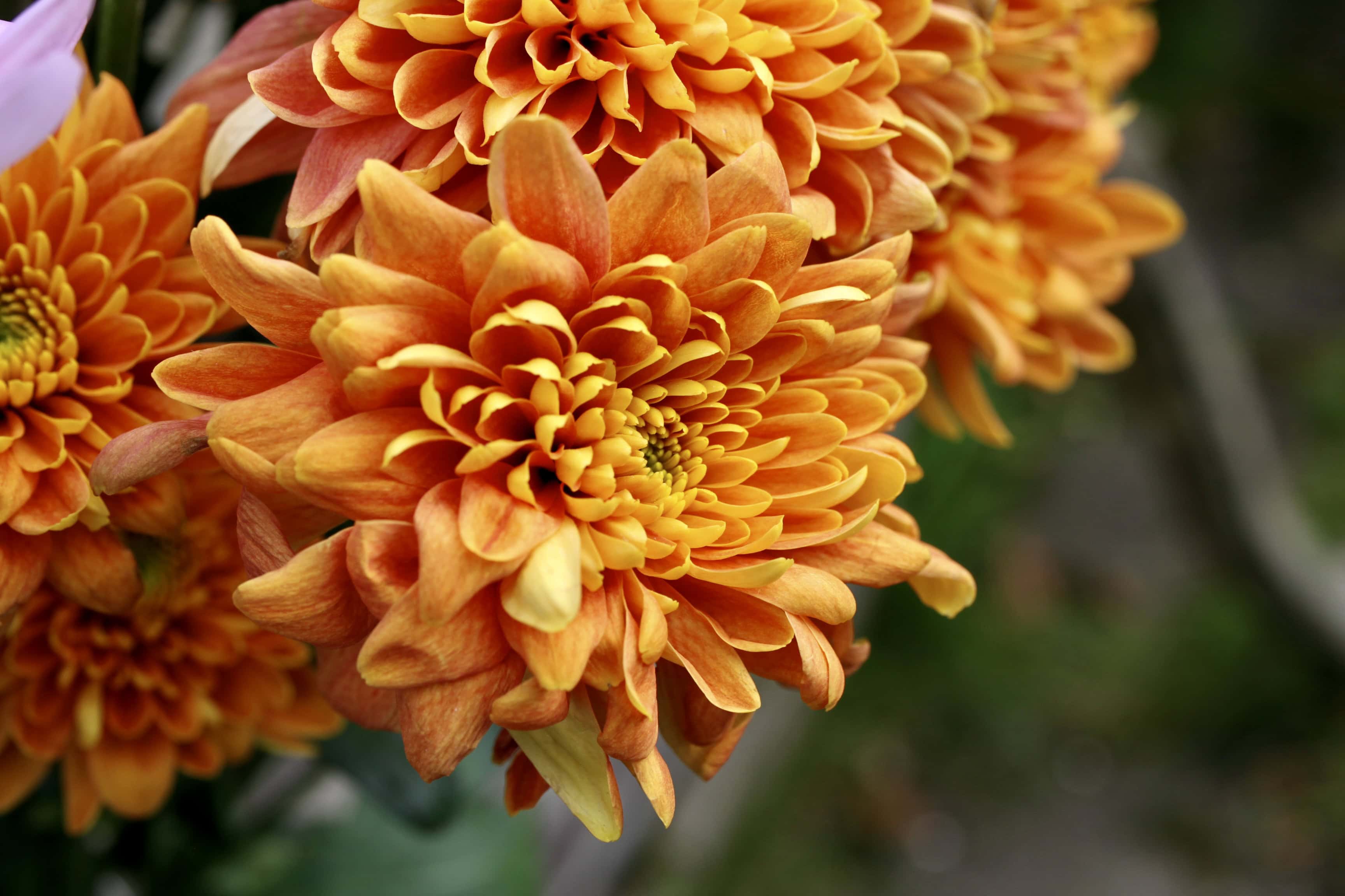 Orange Mums — FOTD Dec 05
