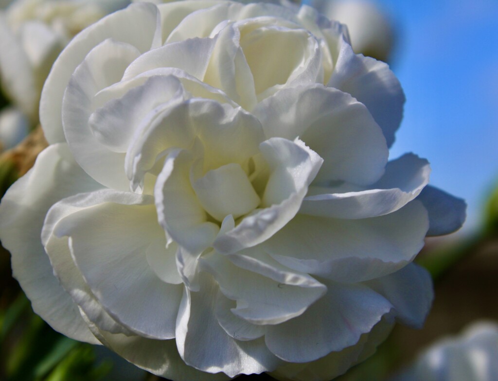 White Carnation