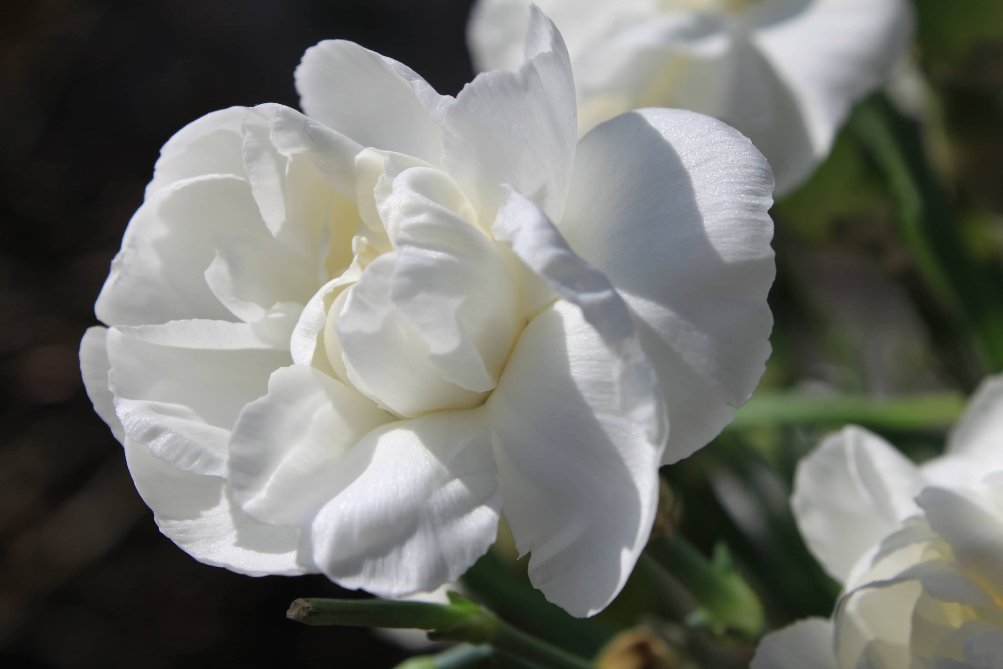 White Carnation — FOTD Dec 22