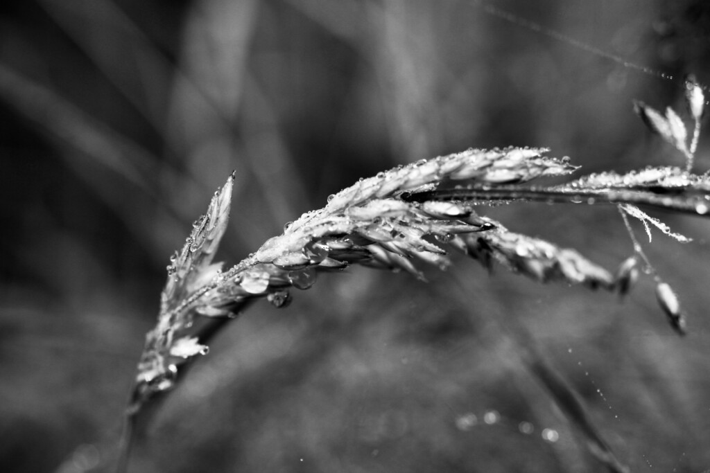 Wheat grass bent under the weight of rain