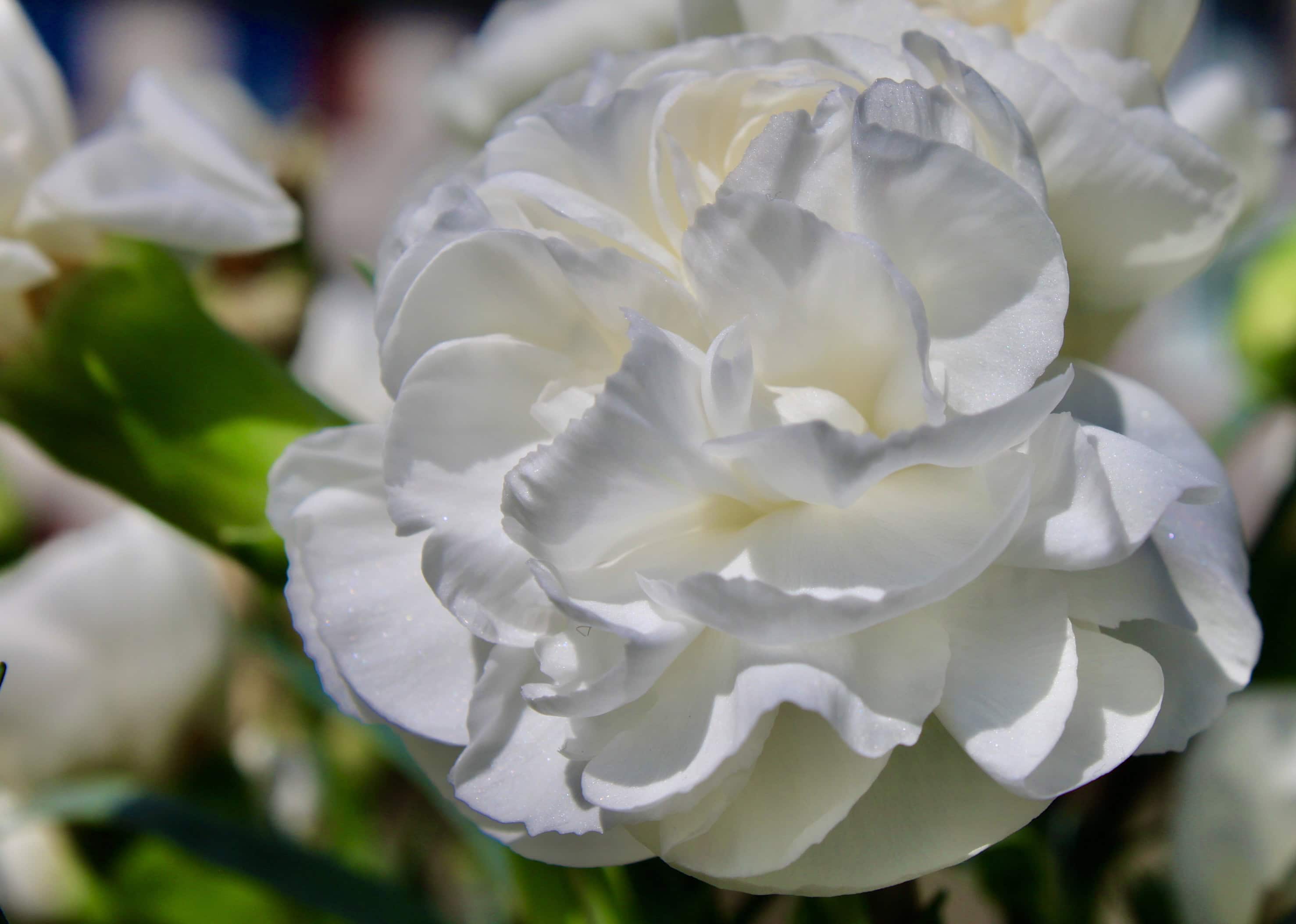 White Carnation — FOTD Dec 10