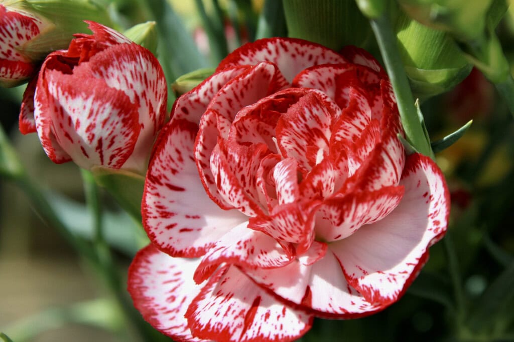 Red edged carnations