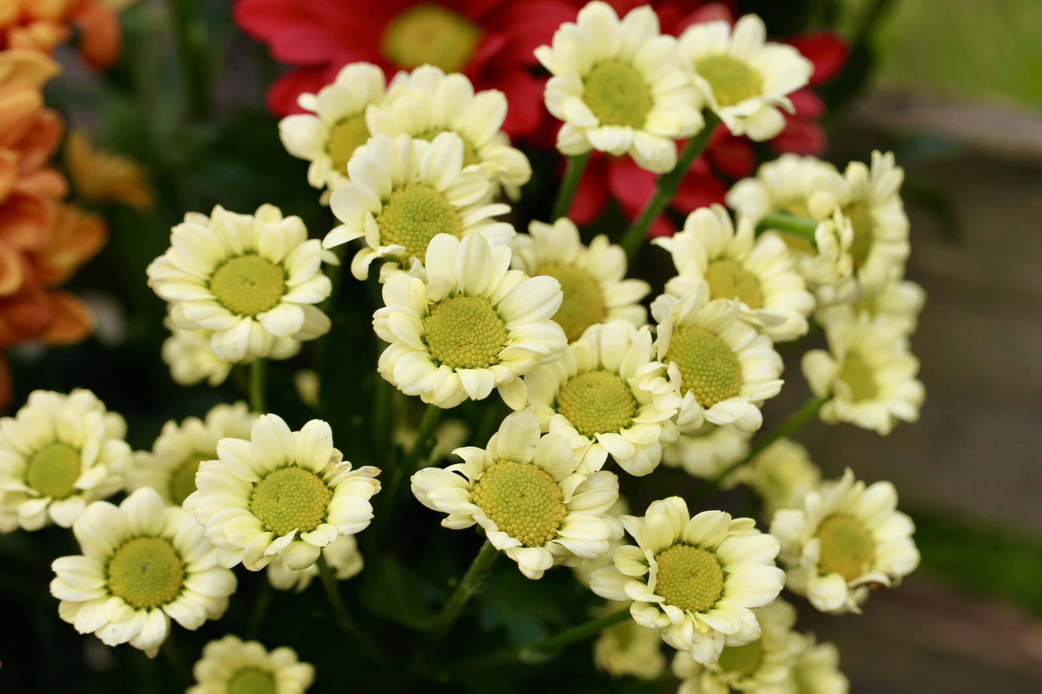Pale Yellow Chrysanths — FOTD Dec 28