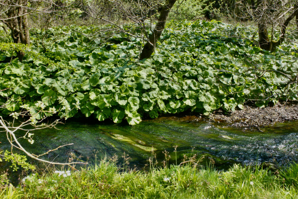 Luggie Water