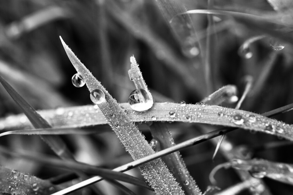 Waterdroplets on curved blade of grass