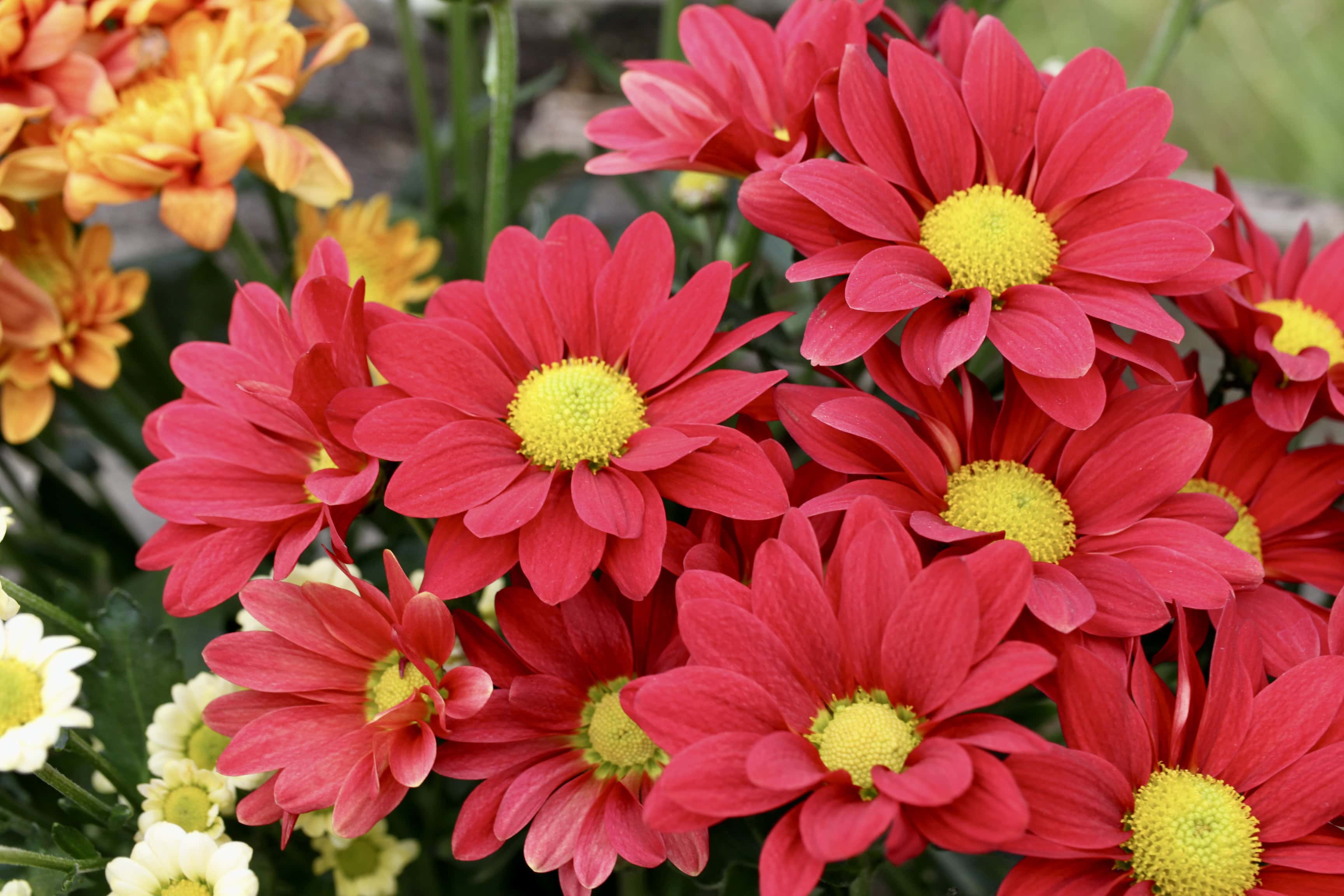 Red Chrysanths — FOTD Dec 27