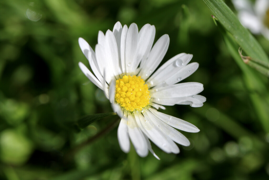 Daisy & waterdroplets