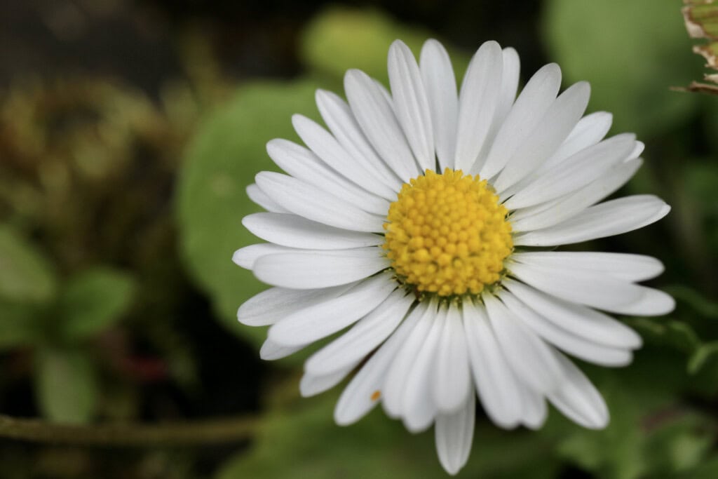 Daisy