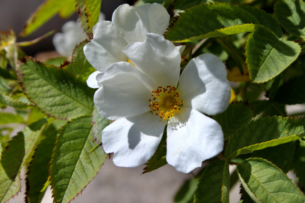 White rose