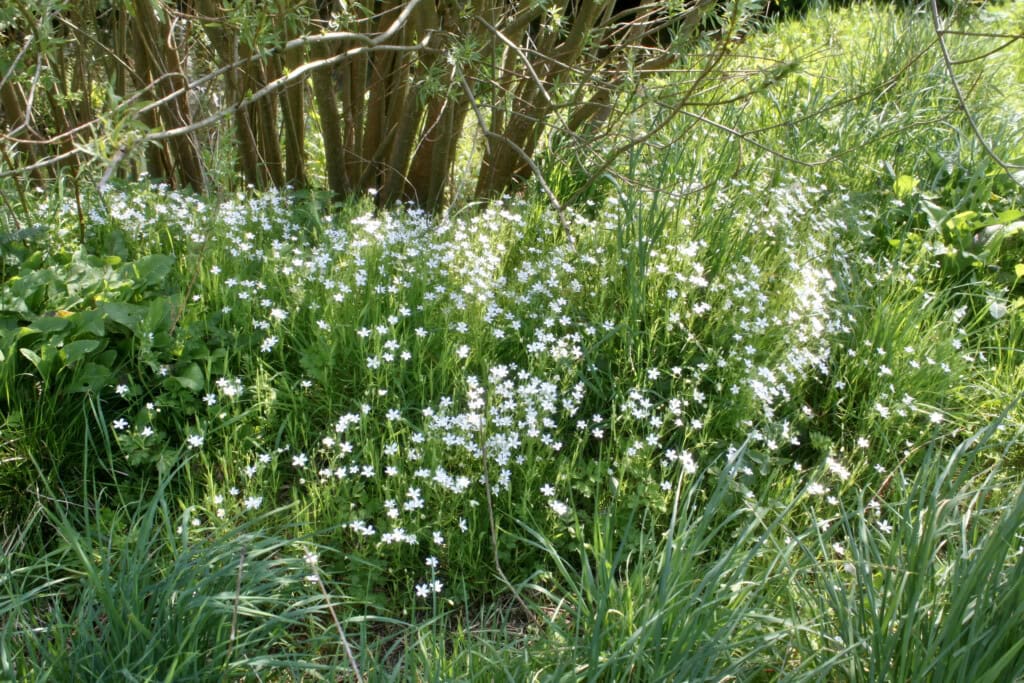 White wildflowers