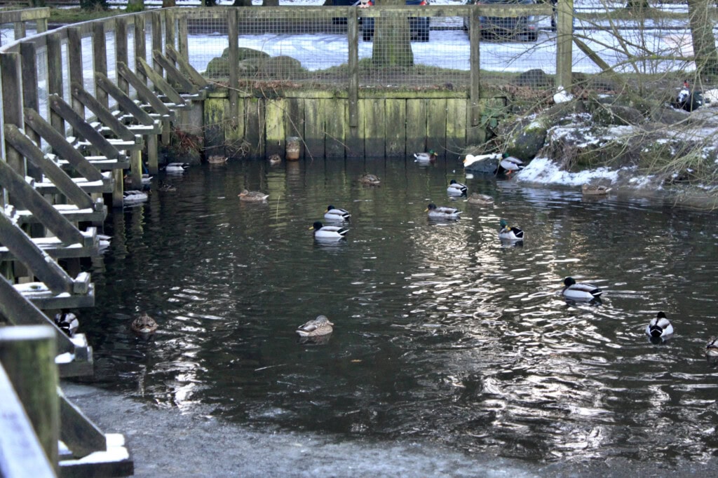 Mallard & Muscovy Ducks