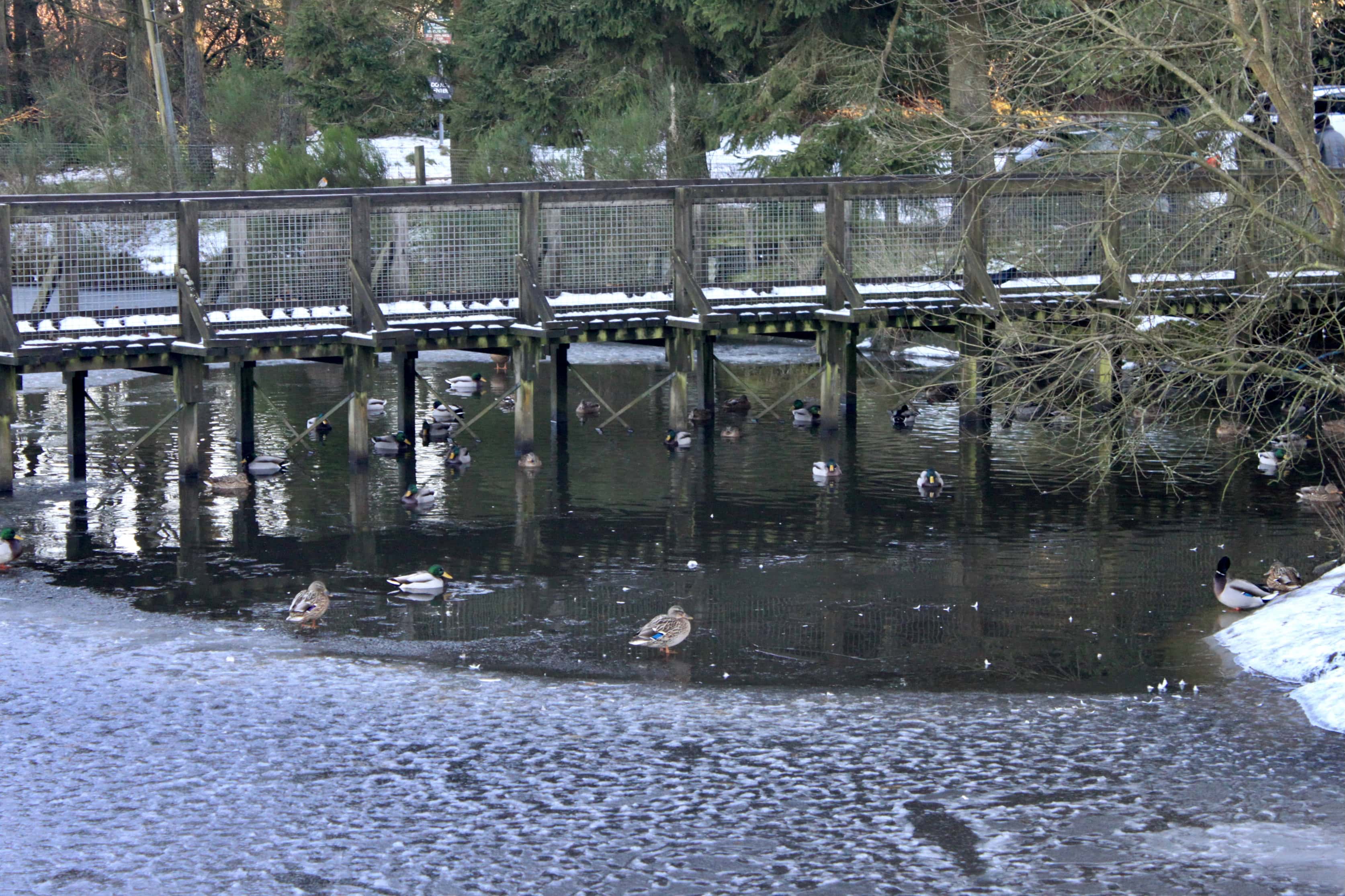 A Busy Day at the Pond — Water Water Everywhere #60