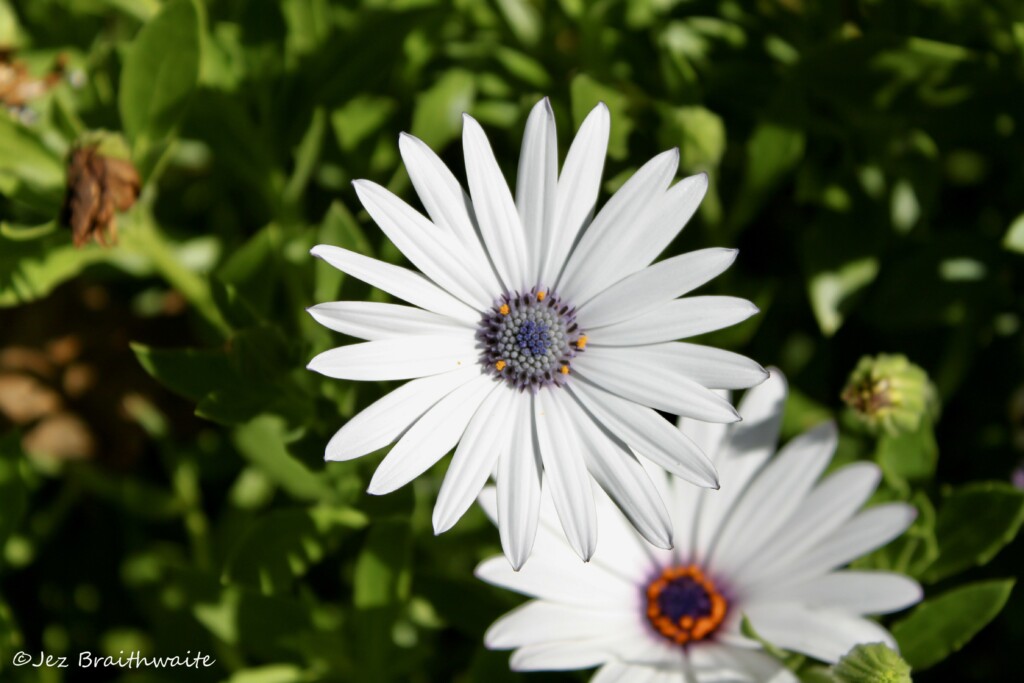 White cape daisies