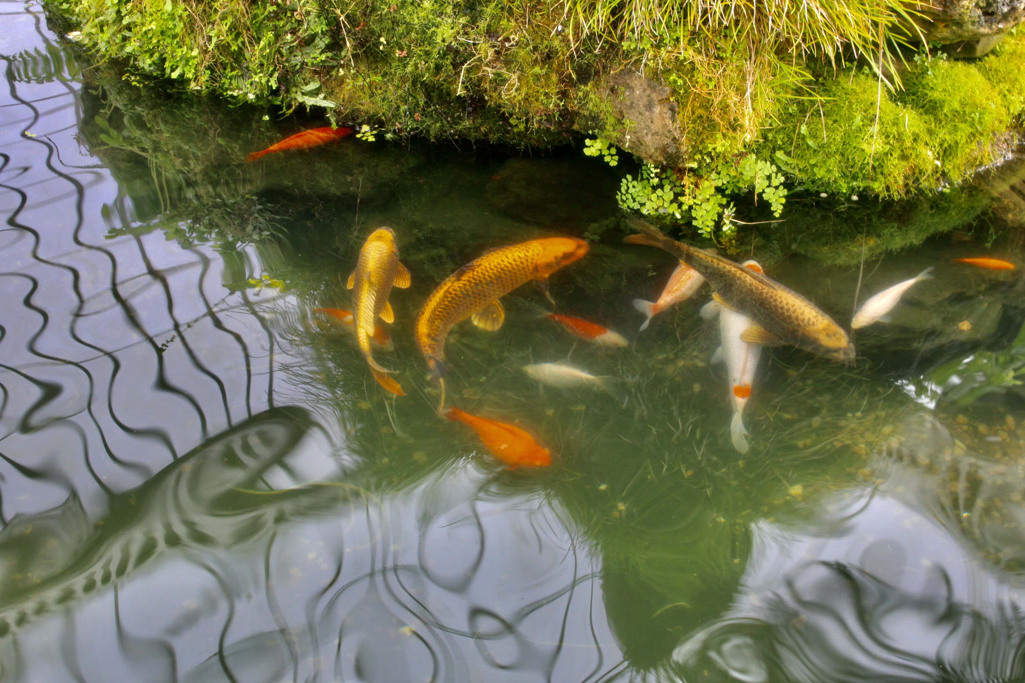 Koi Pond — Water Water Everywhere #61