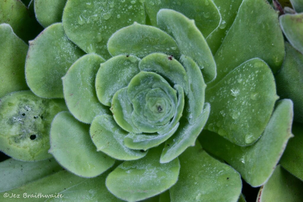 Succulent