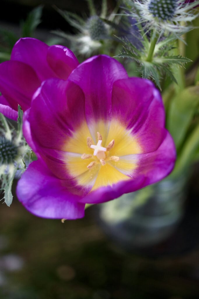 Tulip interior