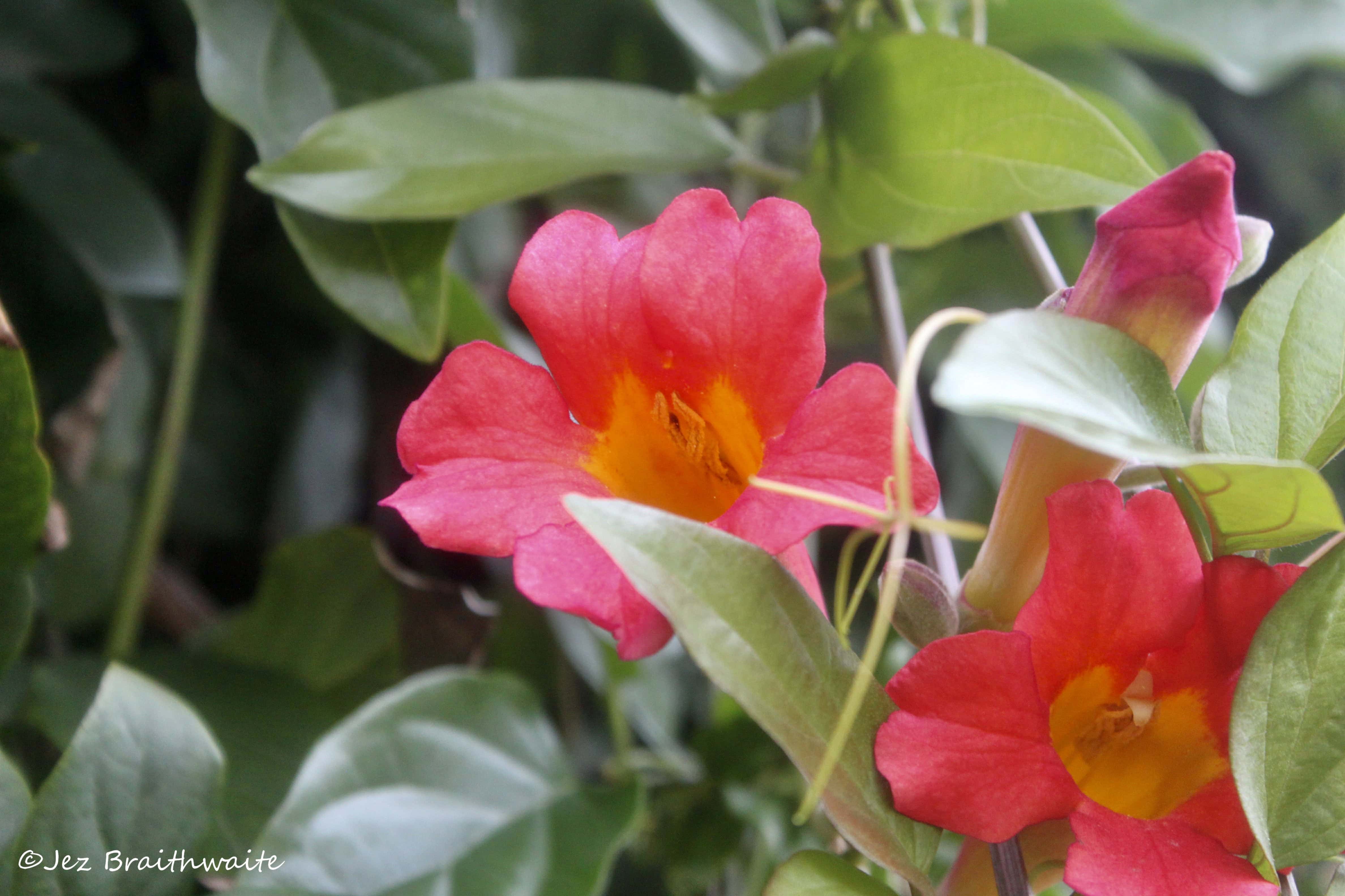 Red Trumpet Vine — FOTD Jan 14