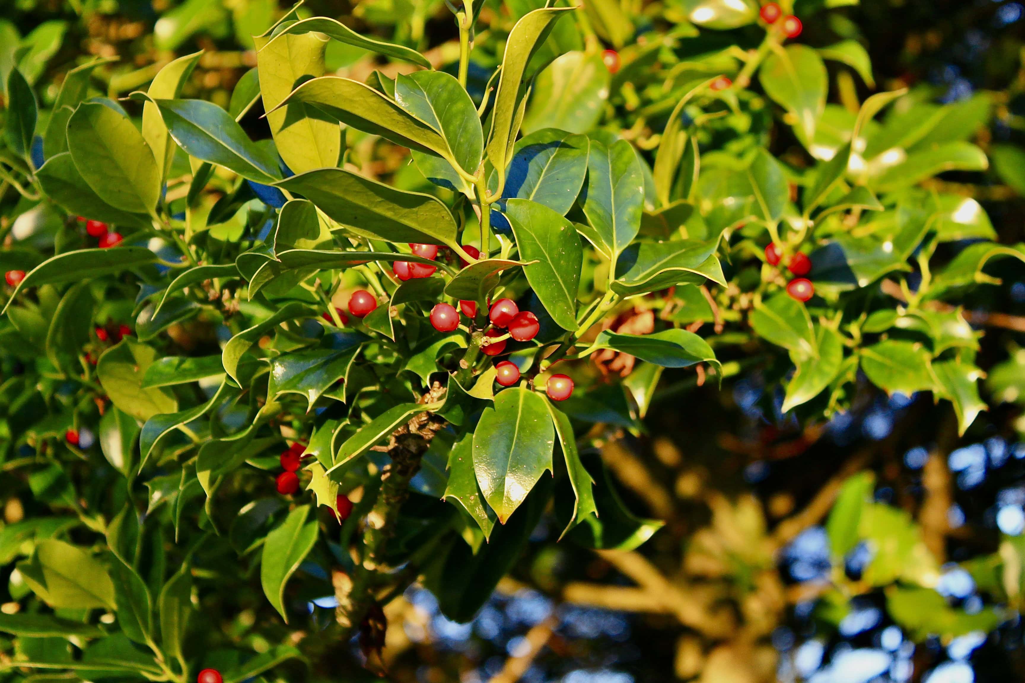 Red Berries — FOTD Jan 02